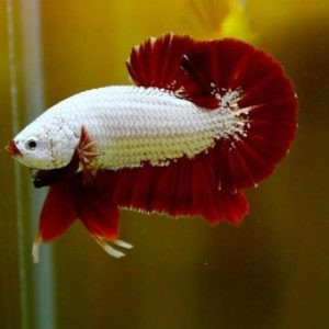 Hình ảnh cận cảnh cá betta rồng với bộ vảy chắc khỏe và màu sắc nổi bật