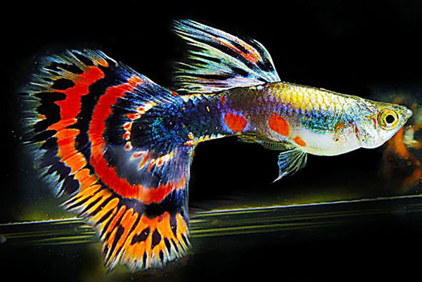 Hình ảnh cận cảnh cá Guppy đuôi xoè màu sắc sặc sỡ với vây lưng và vây đuôi phát triển nổi bật