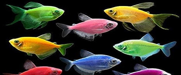 Hình ảnh cận cảnh đàn cá cánh buồm đuôi dài bơi lội trong môi trường thủy sinh