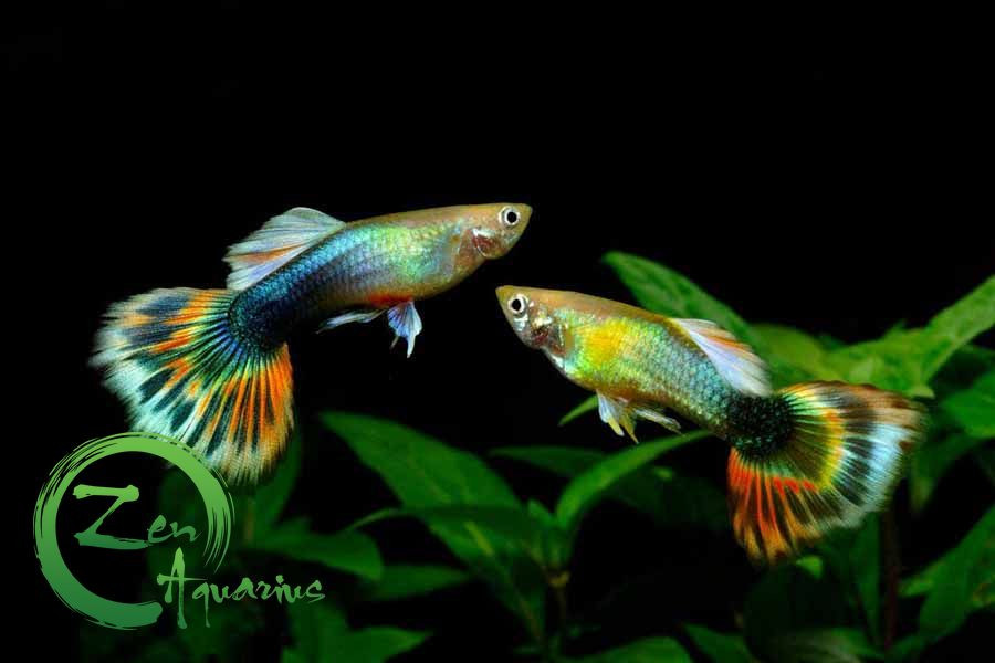 Hình ảnh cận cảnh một chú cá bảy màu đẹp