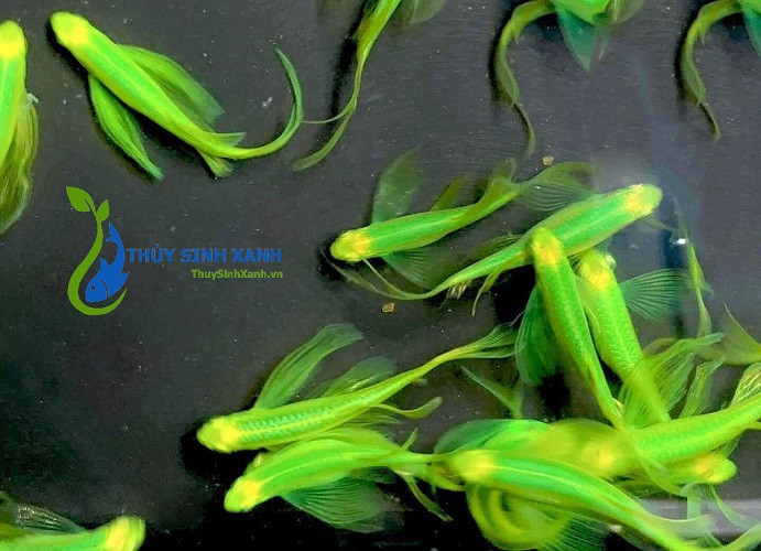 Hình ảnh chi tiết cá sọc ngựa cánh tiên đang bơi