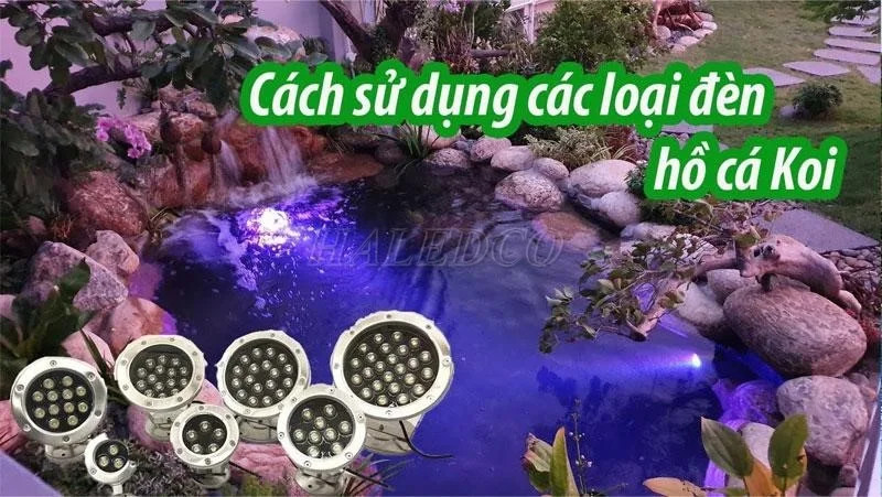Hình ảnh đèn chiếu sáng cho hồ cá Koi, làm nổi bật màu sắc