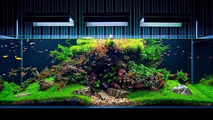 Hình ảnh đèn hồ cá cảnh tổng quan, mang lại vẻ đẹp lung linh