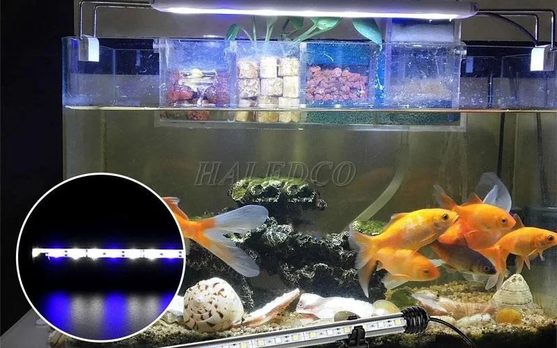 Hình ảnh đèn LED hồ cá cảnh hiện đại, cho ánh sáng rõ nét