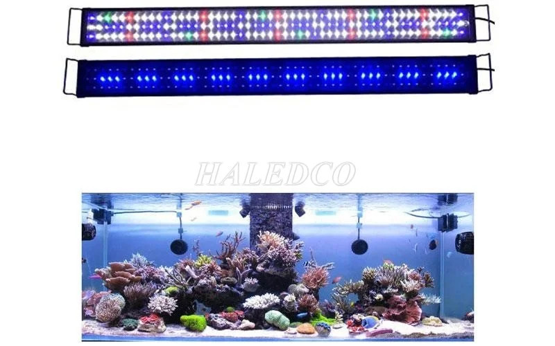 Hình ảnh đèn LED hồ cá cảnh nhiều màu sắc, tạo hiệu ứng lung linh
