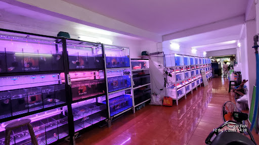 Hình ảnh hồ cá rồng được thiết kế hiện đại tại Saigon Fish