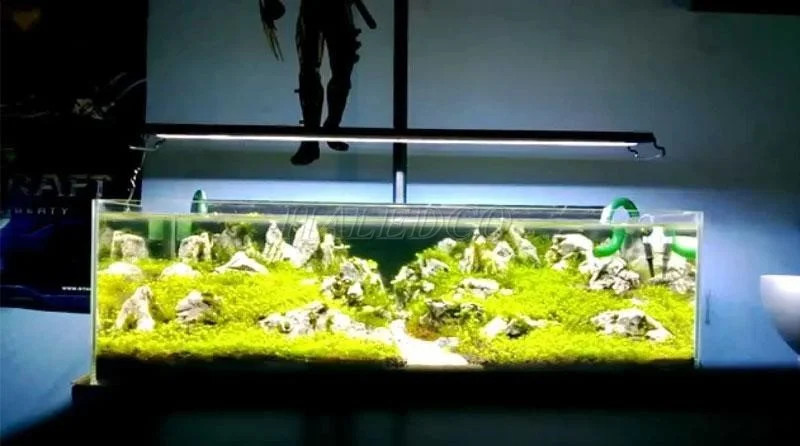 Hình ảnh hướng dẫn chọn công suất đèn hồ cá cảnh