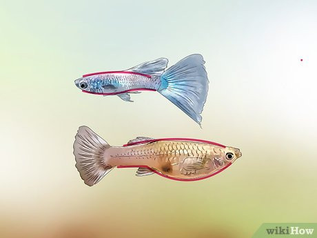 Hình ảnh minh họa cá bảy màu đực và cá bảy màu cái cạnh nhau, làm nổi bật sự khác biệt về màu sắc và kích thước.