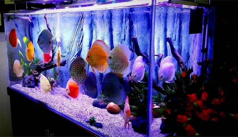 Hình ảnh minh họa cách chọn màu ánh sáng đèn hồ cá cảnh