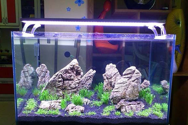 Hình ảnh một bể cá cảnh hình chữ nhật, trang trí đơn giản nhưng tinh tế, phù hợp với không gian nhà ở hoặc văn phòng ở Hải Phòng