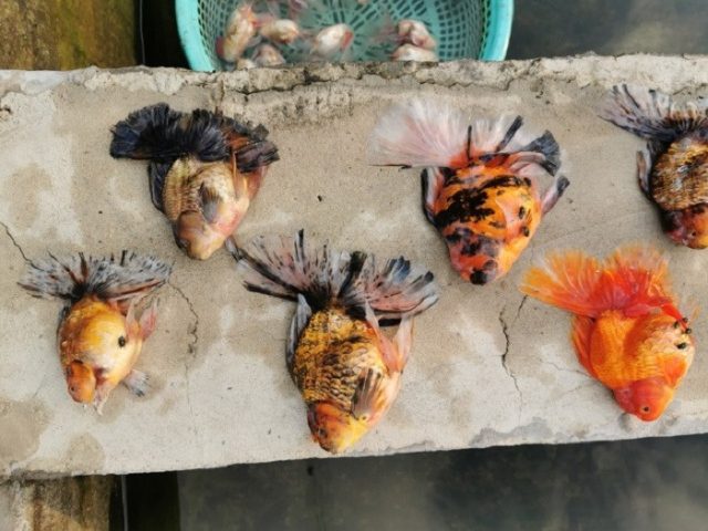 Hình ảnh một chú cá La Hán đang được vớt ra khỏi hồ cá, minh họa tình huống cá La Hán chết có điềm gì đó