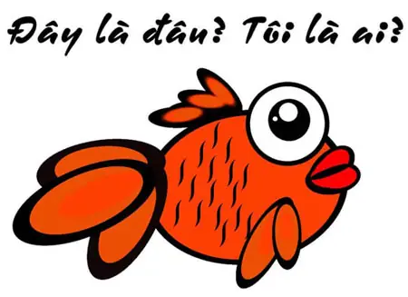 Não Cá Vàng: Giải Mã Từ Hình Ảnh Khoa Học Đến Thành Ngữ Phổ Biến