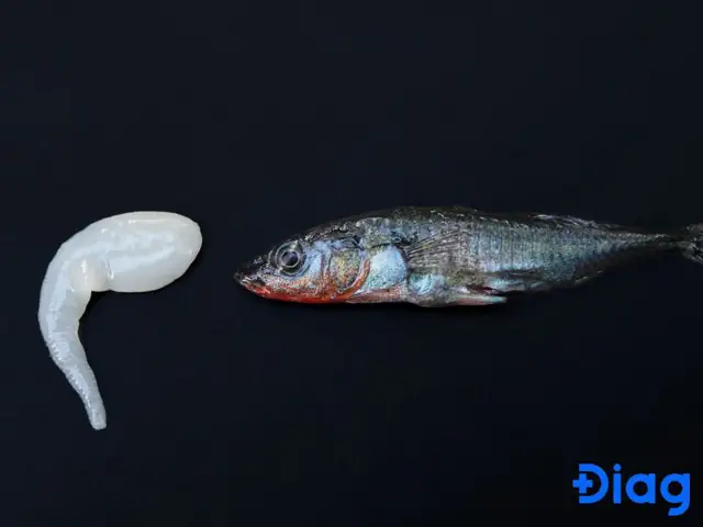 Nhận diện hình ảnh sán cá: Nguy cơ tiềm ẩn và giải pháp bảo vệ