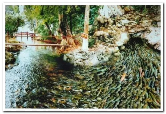 Hình Ảnh Suối Cá Thần Thanh Hóa: Khám Phá Vẻ Đẹp Kỳ Bí