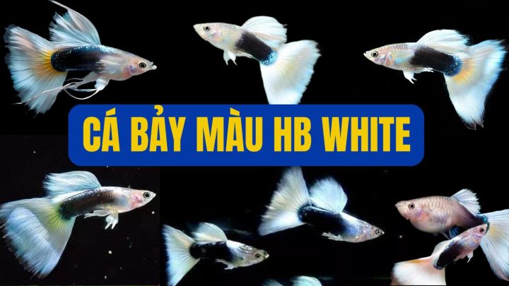 Hình cá bảy màu HB White