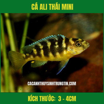 Hình cá cảnh đẹp của cá Ali Thái
