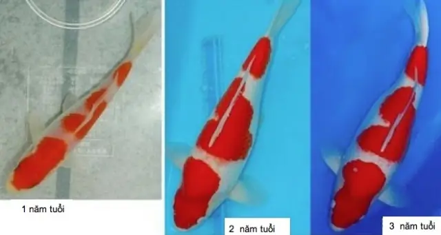 Tiêu Chí & Cách Chọn Hình Cá Koi Đẹp Chuẩn Chuyên Gia