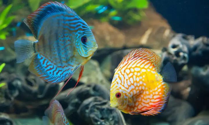 Khám Phá Vẻ Đẹp Tuyệt Mỹ: Tuyển Tập Hình Con Cá Đẹp Nhất