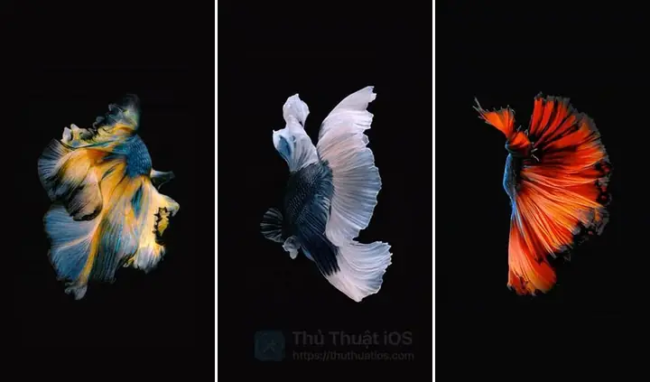 1. Tải tập tin con cá