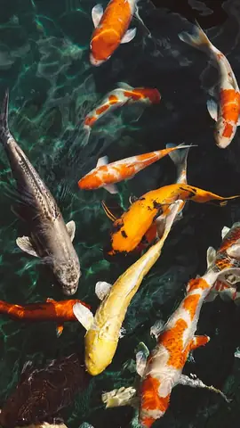 Hướng Dẫn Chi Tiết Về Hình Nền Điện Thoại Cá Ý Nghĩa Hướng Dẫn Chi Tiết Về Hình Nền Điện Thoại Cá Ý Nghĩa