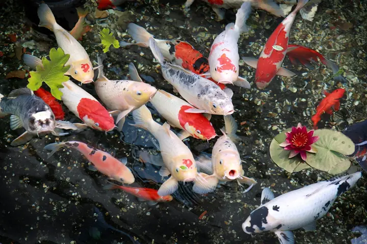 Hướng Dẫn Chi Tiết Về Hình Nền Điện Thoại Cá Ý Nghĩa Hướng Dẫn Chi Tiết Về Hình Nền Điện Thoại Cá Ý Nghĩa