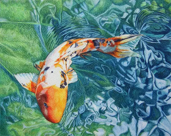 Hình vẽ cá chép đẹp nhất