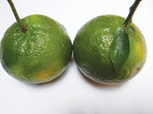 Cách Vẽ **Hình Vẽ Cá Chép Hóa Rồng Đơn Giản** Chi Tiết Nhất