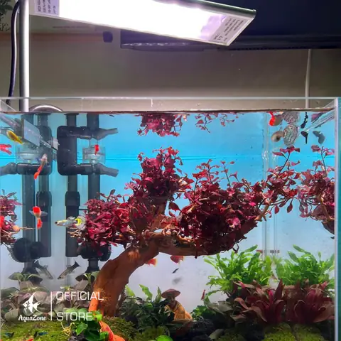 Hồ Cá 7 Màu: Hướng Dẫn Chọn & Lắp Đặt Đèn LED Đa Sắc