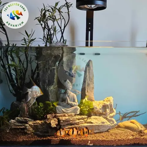 Hướng Dẫn Chi Tiết Từ A Đến Z Về Hồ Cá Bán Cạn