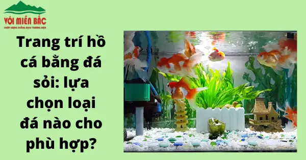 Hướng Dẫn Thiết Kế & Trang Trí **Hồ Cá Bằng Đá** Đẹp Chuẩn Chuyên Gia
