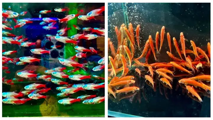 Hướng Dẫn Toàn Diện Về Hồ Cá Cảnh Đà Nẵng: Thiết Kế, Chăm Sóc & Phong Thủy