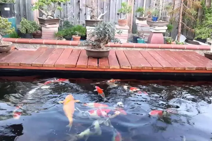 hồ cá cảnh đẹp hồ cá cảnh đẹp