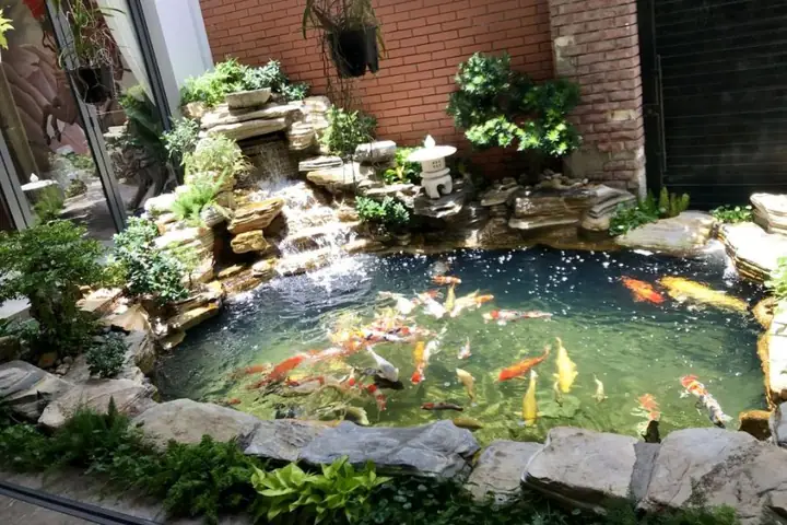hồ cá cảnh đẹp