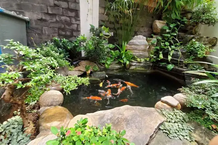 hồ cá cảnh đẹp hồ cá cảnh đẹp