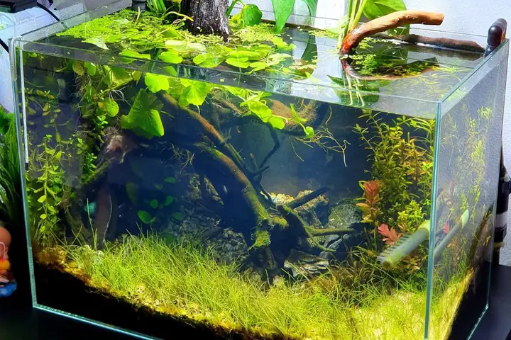 hồ cá cảnh đẹp hồ cá cảnh đẹp