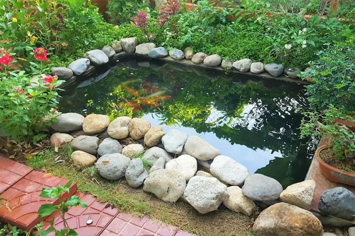 hồ cá cảnh đẹp hồ cá cảnh đẹp
