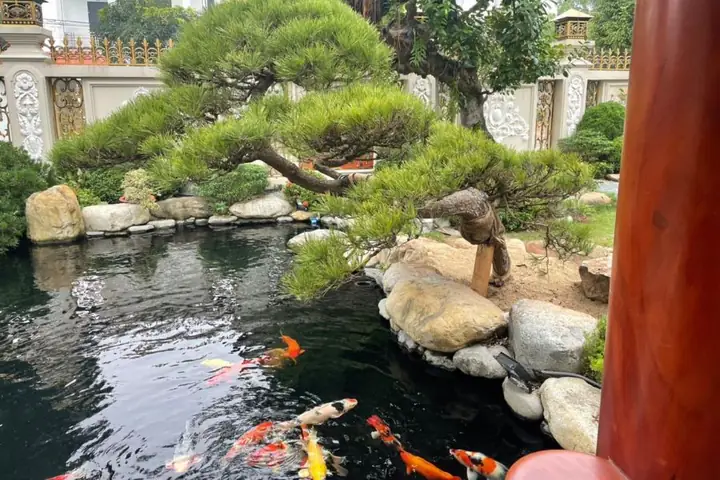 hồ cá cảnh đẹp hồ cá cảnh đẹp