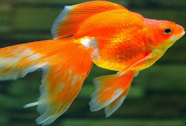 Hồ cá cảnh lớn với nhiều loại cá đa dạng bơi lội