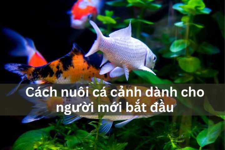 Hồ cá cảnh thủy sinh đẹp với nhiều loại cá rực rỡ, minh họa hướng dẫn nuôi cá cảnh