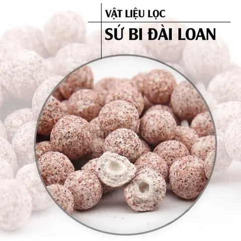 Hồ Cá Đài Loan: Hướng Dẫn Setup Và Chăm Sóc Đúng Chuẩn
