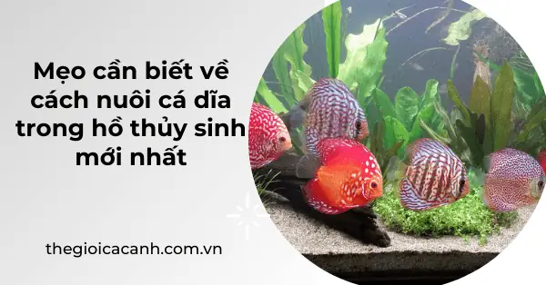 Hướng dẫn thiết lập và chăm sóc hồ cá dĩa thủy sinh