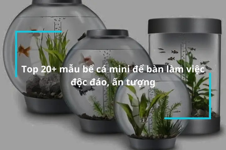 Hồ cá đứng mini: Hướng dẫn toàn diện từ A đến Z