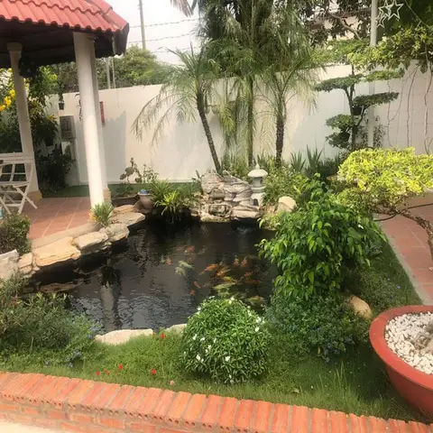 Thiết Kế Hồ Cá Koi Bên Hông Nhà: Tối Ưu Không Gian Hẹp