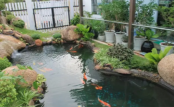 Thiết Kế Hồ Cá Koi Bên Hông Nhà: Tối Ưu Không Gian Hẹp