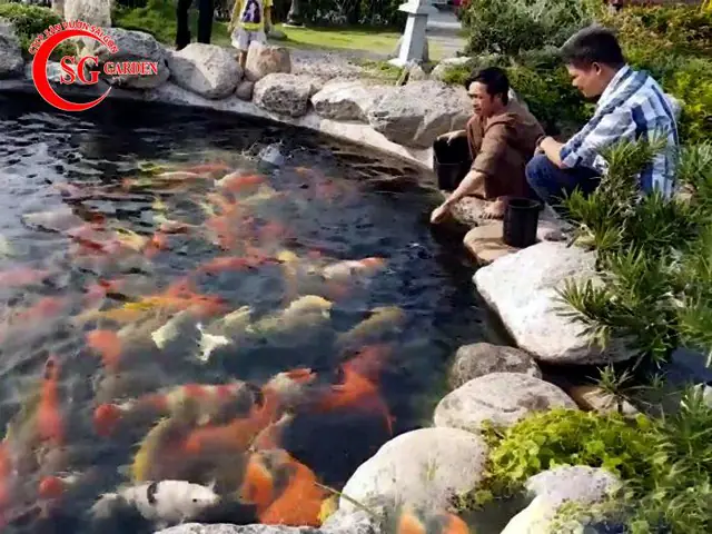 Hồ cá koi của Hoài Linh