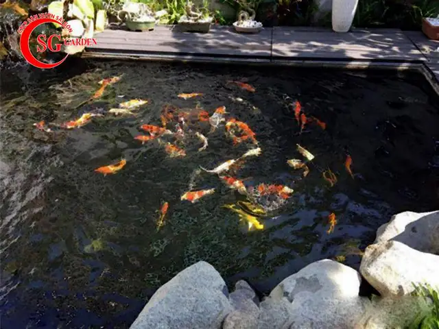Hồ cá koi của ca sĩ Cao Thái Sơn