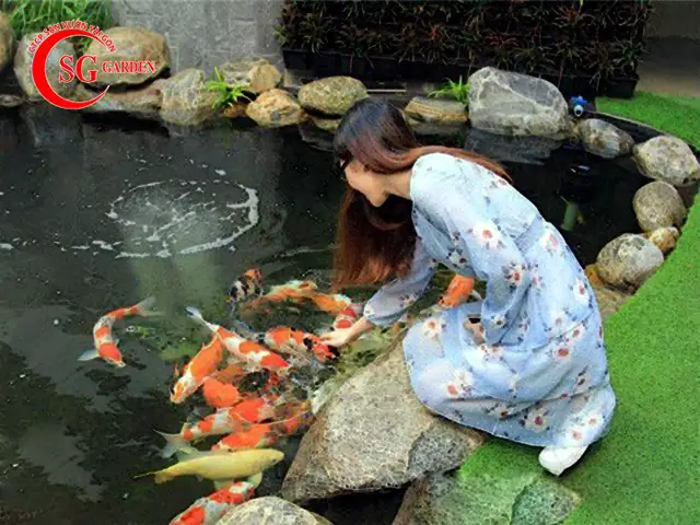 Hồ cá koi của ca sĩ Cao Thái Sơn