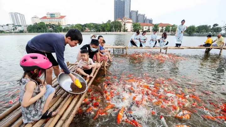 Khám Phá Hồ Cá Koi Hà Nội: Trải Nghiệm Văn Hóa Cá Cảnh Thủ Đô