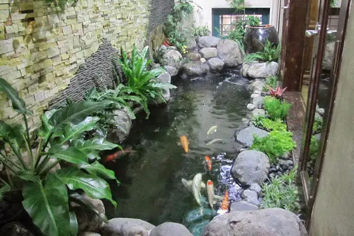 hồ cá koi mini