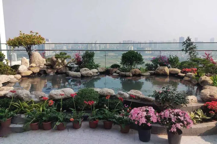 Hồ cá Koi trên sân thượng: Hướng dẫn thiết kế và chăm sóc toàn diện